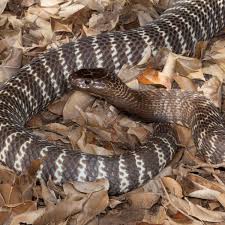 A highly venomous exotic snake, a zebra cobra, remains on the loose in northwest raleigh. Zebra Cobra African Snakebite Institute