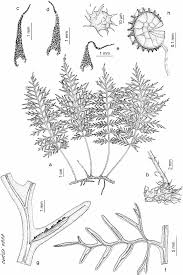 Image result for Asplenium preussii