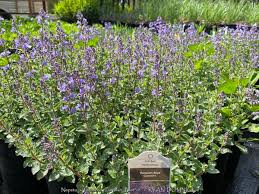 Image result for Nepeta × faassenii