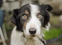 Es werden collies, shelties und deren mixe aus tierheimen und privater haltung vorgestellt, um für sie ein neues liebevolles zuhause zu finden. Border Collie In Not Ein Hund Aus Dem Tierheim Mybordercollie De