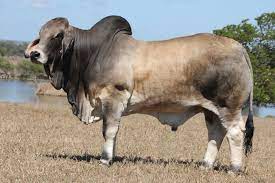 The brahman breed consists of both grey and red brahman cattle; Australian Brahman Breeders Association Charity Semen Auction Attracts 92 Lots Queensland Country Life Queensland