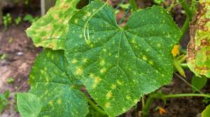 Image result for mildew on cucumbers