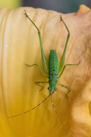 Eggs are oviposited on the edges of tough, older citrus leaves in the summer and overwinter to hatch in the spring. Fork Tailed Bush Katydid Nymph Scudderia Furcata 1 Body
