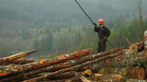 Loggers retrieve wood from swamps in this reality series. The Three Strike Rule Ax Men The History Channel Popdose