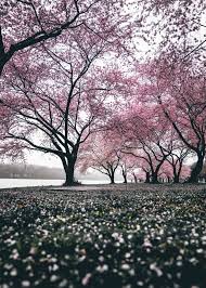 8 january 2021 more info: Serene Cherry Blossom Tree Poster Print By Bear Amber Art Displate In 2021 Cherry Blossom Tree Cherry Blossom Pictures Blossom Trees