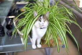 15 Houseplants That Are Beautiful And Safe For Cats And Dogs Houseplants Safe For Cats Cat Safe Plants Spider Plant Babies
