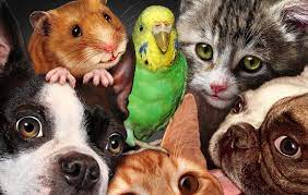 Here's a look at some of the most. Pet Quiz 50 Pet Animal Trivia Questions Answers