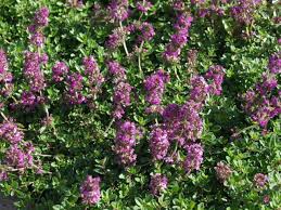 Im garten ausgepflanzt überdauert echter thymian für jahrzehnte und das ohne große pflege. Thymus Praecox Purpurteppich Fruhbluhender Thymian Haussermann Stauden Und Geholze