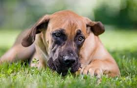 boerboel dog what you should know about south african