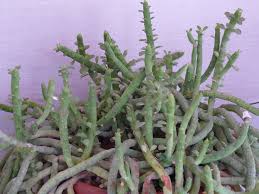 Image result for Euphorbia inaequilatera