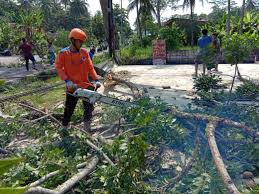 Kalo ada saran atau mau dibuatkan contoh surat silakan. Simak Langkah Prosedur Penebangan Pohon Pinggir Jalan Bpbd Kabupaten Pangandaran