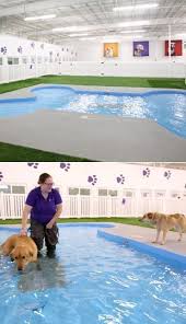 Pin On Dogs