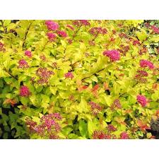 Image result for spirea japonica gold princess