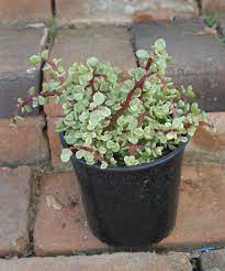 Portulacaria Afra Elephant Bush Succulent 1 Gallon Succulent Landscaping Succulents Cacti And Succulents