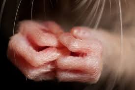 Rat Hands Pet Rats Cute Rats Rats