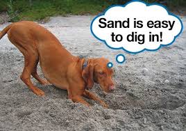 Bring your dog to the dog park and let him sniff, saunter, and socialize to his heart's content. 26 Tricks To Stop Your Dog From Digging Up Your Yard