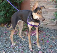Are you wondering how the doberman vs german shepherd compare? Dog For Adoption Reyna A German Shepherd Dog Doberman Pinscher Mix In Phoenix Az Petfinder