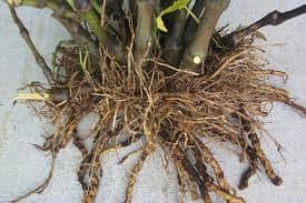 Image result for Piper capense