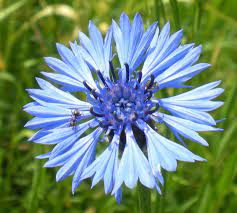 Centaurea Cyanus Wild Flowers Wildflower Garden Bachelor Button Flowers