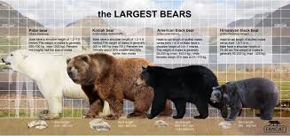 Black Bear Vs Grizzly Bear Size The Bears Size Fancat By Bigfancat On Deviantart Bear Kodiak Bear American Black Bear