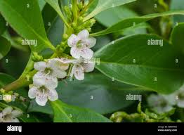 Image result for Myoporum laetum