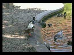 Download down on the farm by camel. Camel Down On The Farm Youtube