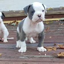 English bulldog puppies for sale today and shipping available, current on all vaccines ·. American Bulldogs For Sale Near Me Cheap Bulldog Lover