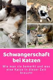 pin auf nutzliches zum thema katze katzenhaltung