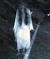 La Llorona Pictures