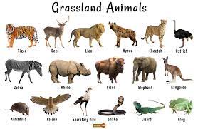 May 27, 2014 · animals of the savanna must also be able to survive the heat because it never gets much cooler than 60 degrees f (15 c) but can often get up into the 90s f (32 c). Grassland Animals List Facts Adaptations Pictures