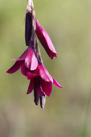 Image result for Dierama formosum