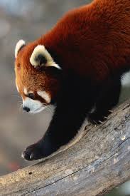 Asthmas Thomas Kennedy Red Panda Cutest Animals On Earth Super Cute Animals Red Panda