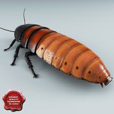 Madagascar Hissing Cockroach 3d Model Madagascar Hissing Cockroach Madagascar Cockroaches