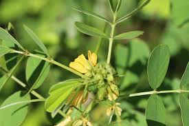 Image result for Senna tora