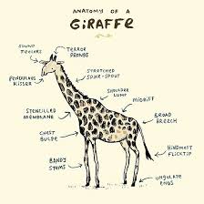 Anatomy Of A Giraffe By Sophie Corrigan Giraffe Giraffe Art Animal Descriptions