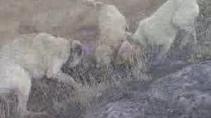Kangal Kurt Bogusu Izlesene Com