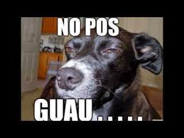 No Pos Guau Youtube