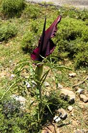 This plant is also known as 'corpse flower' because of its worst smell. The Worst Smelling Flowers Ever Insureandgo