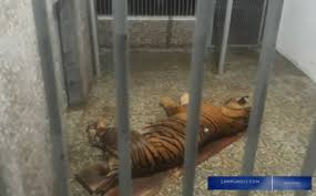 Wali nagari sarilamak, olly wijaya mengatakan satwa tersebut ditembak karena memakan ternak warga. Intip Kandang Harimau Lembah Hijau Lampung Berasa Di Singapore Zoo Lho Tepercaya Beritanya