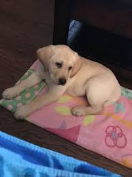 Pin By Steve Menow On Yellow Lab Fur Kids Labrador Retriever Dog Cat