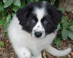 You Will Be Mine One Day 3 Great Pyrenees Puppy Great Pyrenees Pyrenees Puppies