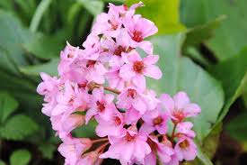 The blooms are smaller and more delicate than with most varieties. 25 Of The Best Early Spring Blooming Flowers Gardener S Path