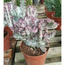 It's easy to purchase crested coral cactus already grafted. Coral Cactus Big Size Real Plant Shopee Malaysia