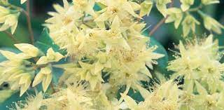 Delivering this seasons best flowers for everyone, everyday at great value. Fast Growing Australian Native Trees Flower Power