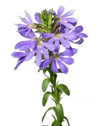 Image result for Scaevola