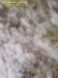 Image result for Sporobolus ioclados