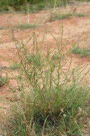 Image result for Lepidium africanum