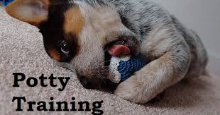 Blue Heeler How To Potty Train A Blue Heeler Blue Heeler House Training Tips Housebreaking Blue Heeler Puppies Cattle Dog Puppy Australian Cattle Dog Puppy
