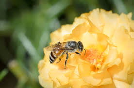 Yep, native plant varieties attract the highest number of bees. Bee Longing In Your Garden 5 Bee Attracting Flowers