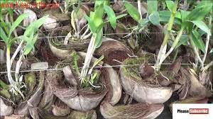 Success Story Of Orchid Cultivation In Karnatka Orchid Cultivation Youtube Orchid Flower Orchids Flowers